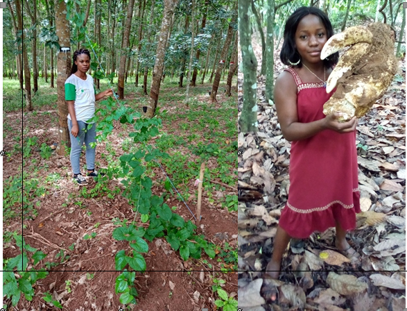 Agroforesterie Hévéa–Igname : une solution pour renforcer la…